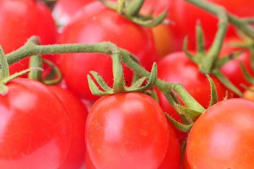 娱乐圈八卦吃瓜小说番茄,番茄小说揭秘明星背后的秘密